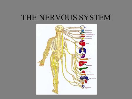 THE NERVOUS SYSTEM. Divisions of the NS Central Nervous System (CNS) Peripheral Nervous System (PNS) Fig. 11.32.