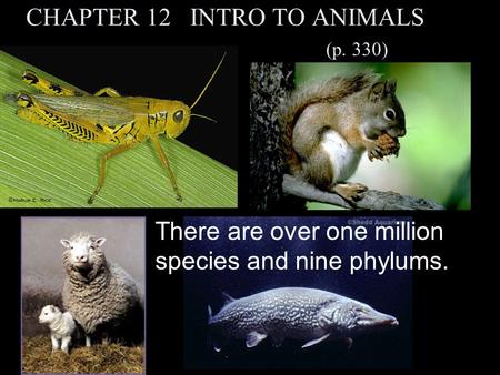 CHAPTER 12 INTRO TO ANIMALS (p. 330) There are over one million species and nine phylums.
