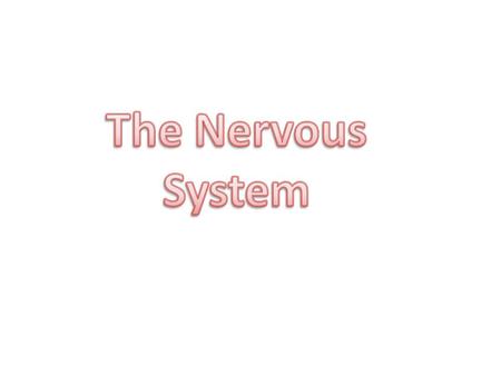 Nervous System: coordinates and controls body activity. It detects and processes internal and external information and sends out an appropriate response.