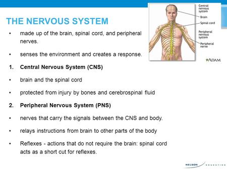 THE NERVOUS SYSTEM made up of the brain, spinal cord, and peripheral nerves. senses the environment and creates a response. 1.Central Nervous System (CNS)