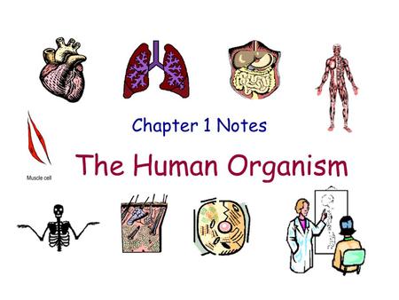 Chapter 1 Notes The Human Organism.