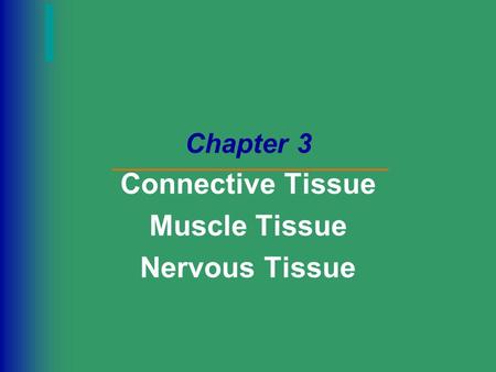 Chapter 3 Connective Tissue Muscle Tissue Nervous Tissue