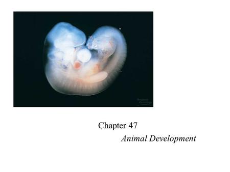 Chapter 47 Animal Development. Embryonic development/fertilization u Preformation~ until 18th century; miniature infant in sperm or egg u At fertilization/conception: