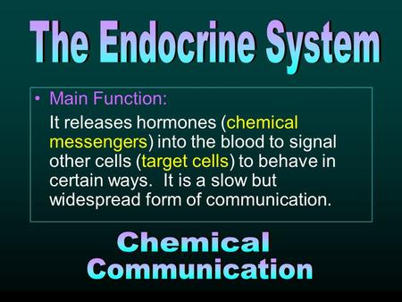 Main Function: It releases hormones (chemical messengers) into the blood to signal other cells (target cells) to behave in certain ways. It is a slow but.