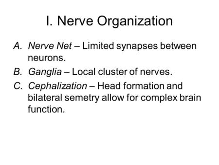 I. Nerve Organization A.Nerve Net – Limited synapses between neurons. B.Ganglia – Local cluster of nerves. C.Cephalization – Head formation and bilateral.