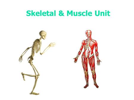 Skeletal & Muscle Unit.