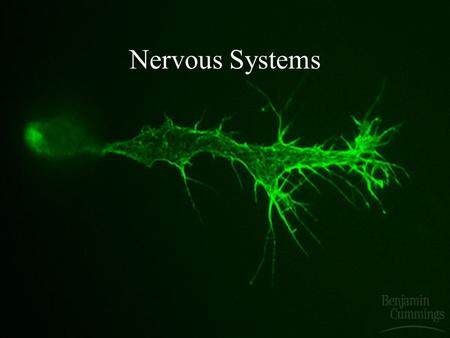 Nervous Systems Basic Tasks of the Nervous System Sensory Input: Monitor both external and internal environments. Integration: Process the information.