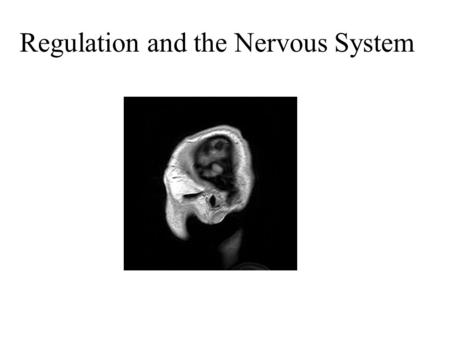 Regulation and the Nervous System