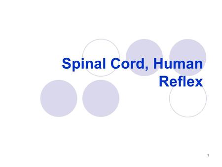 Spinal Cord, Human Reflex