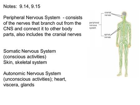 Somatic Nervous System (conscious activities) Skin, skeletal system