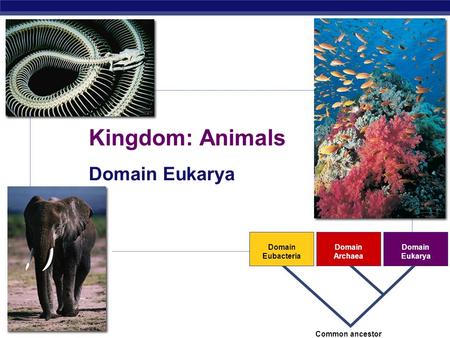 AP Biology 2007-2008 Domain Eubacteria Domain Archaea Domain Eukarya Common ancestor Kingdom: Animals Domain Eukarya.