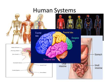 Human Systems.