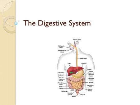 The Digestive System. Your digestive system What is Digestion? ◦ Put it into words… The mechanical and chemical breaking down of food into smaller parts.