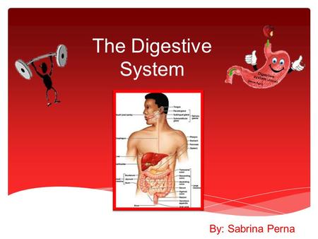 The Digestive System a By: Sabrina Perna.  The Digestive System  The Mouth  The Pharynx and The Esophagus  The Stomach  The Small Intestine  The.