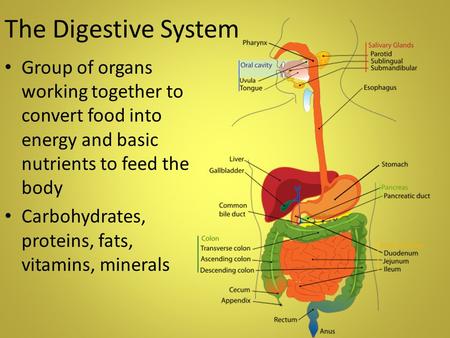 The Digestive System Group of organs working together to convert food into energy and basic nutrients to feed the body Carbohydrates, proteins, fats, vitamins,