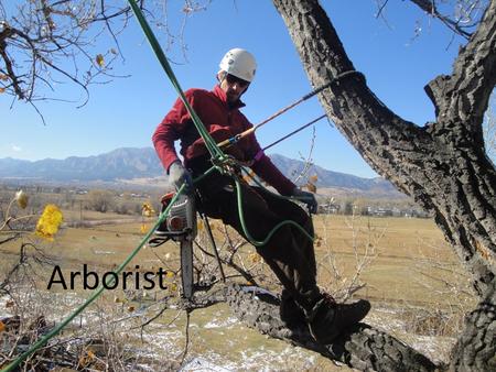 Arborist. An arborist, or (less commonly) arboriculturist, is a professional in the practice of arboriculture, which is the cultivation, management, and.