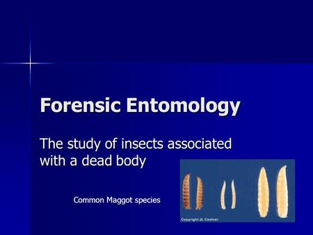 Forensic Entomology The study of insects associated with a dead body Common Maggot species.
