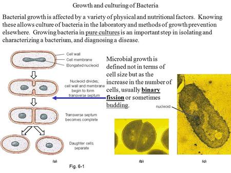 Growth and culturing of Bacteria