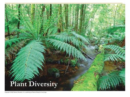 Plant Diversity.