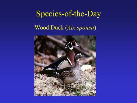 Species-of-the-Day Wood Duck (Aix sponsa). Brink of Extinction By early 1900’s, culminative effects of: 1) wetland drainage (ag. expansion) 2) deforestation.