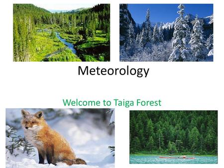 Welcome to Taiga Forest