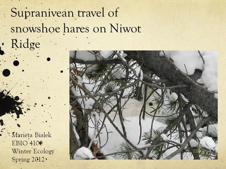 Supranivean travel of snowshoe hares on Niwot Ridge Marieta Bialek EBIO 4100 Winter Ecology Spring 2012.