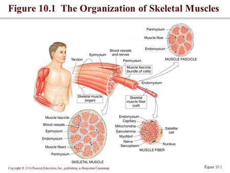 Copyright © 2004 Pearson Education, Inc., publishing as Benjamin Cummings Figure 10.1 Figure 10.1 The Organization of Skeletal Muscles.