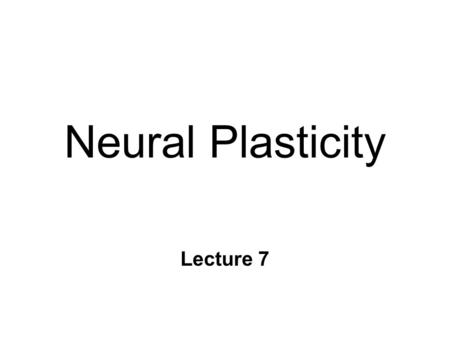 Neural Plasticity Lecture 7. Neural Plasticity n Nervous System is malleable l learning occurs n Structural changes l increased dendritic branching l.