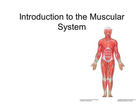 Introduction to the Muscular System