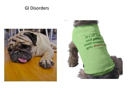 GI Disorders. GI disorders impair a pets ability to digest and absorb nutrients. Factors may include: Abrupt change in diet Dietary indiscretion Malabsorption.