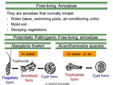 Potentially Pathogenic Free-living amoebae