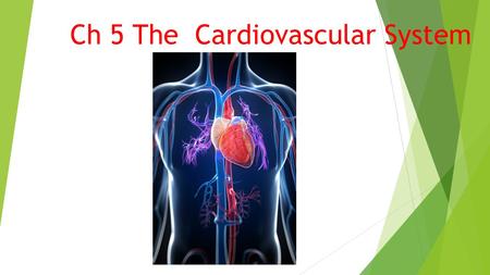 Ch 5 The Cardiovascular System. Overview  Heart:cardi/o> Pumps blood into the arteries.  Arteries: arteri/o> Transports blood away to all body parts.
