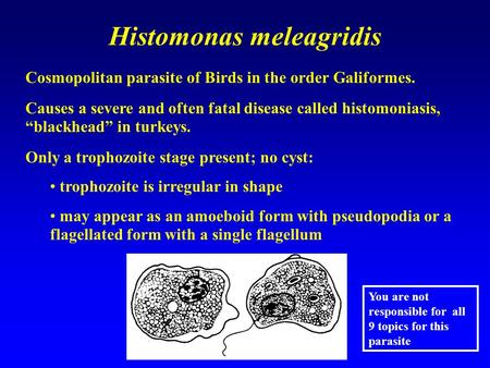 Histomonas meleagridis Cosmopolitan parasite of Birds in the order Galiformes. Causes a severe and often fatal disease called histomoniasis, “blackhead”