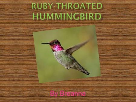 By Breanna.  This hummingbird fits into the birds.  Its scientific name is Archilochus Colubris.  The lifespan of this hummingbird is 5 years in the.