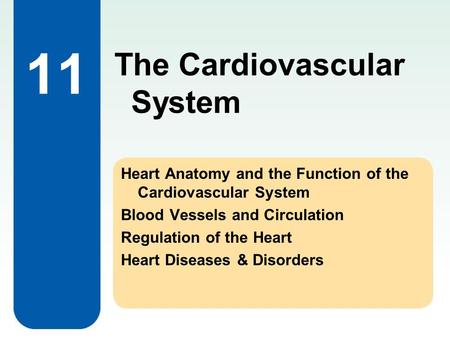 11 Heart Anatomy and the Function of the Cardiovascular System Blood Vessels and Circulation Regulation of the Heart Heart Diseases & Disorders The Cardiovascular.