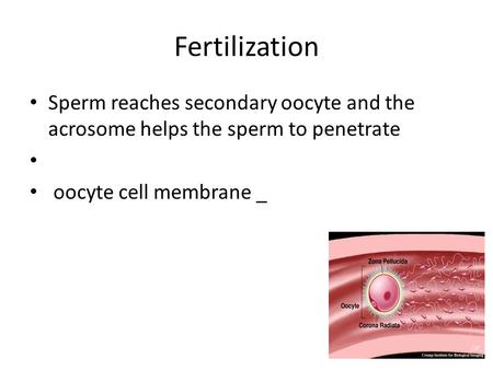Fertilization Sperm reaches secondary oocyte and the acrosome helps the sperm to penetrate oocyte cell membrane _.