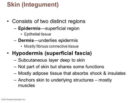 Skin (Integument) Consists of two distinct regions