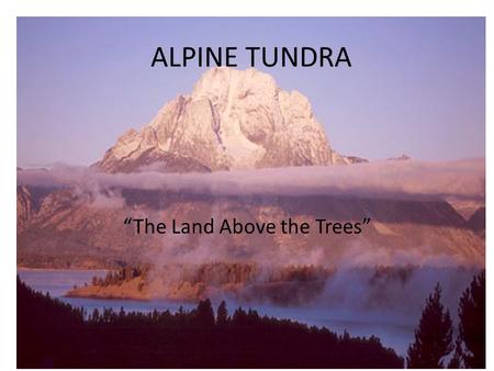 ALPINE TUNDRA “The Land Above the Trees”. “Tundra” Russian: “land of no trees” Has great appeal to people…. Why? Everything in miniature: – “Sky the size.