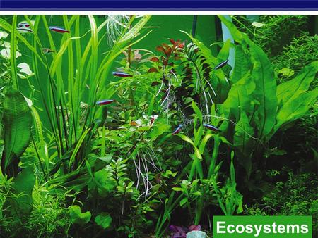 Ecosystems biosphere ecosystem community population Studying organisms in their environment organism.