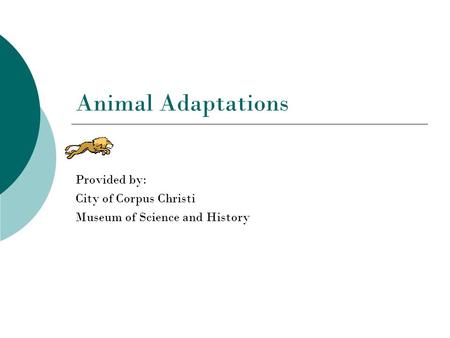 Animal Adaptations Provided by: City of Corpus Christi Museum of Science and History.