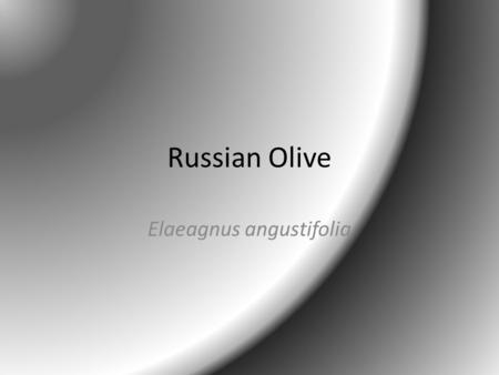 Russian Olive Elaeagnus angustifolia. Classification Kingdom Plantae – Plants Subkingdom Tracheobionta – Vascular plants Superdivision Spermatophyta –