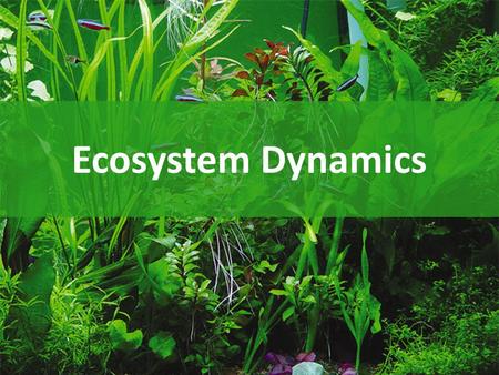 Ecosystem Dynamics.