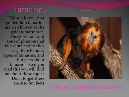 Did you know…that golden lion tamarins are also known as the golden marmoset. There are tons and tons of phenomenal facts about what they eat, there habitat,