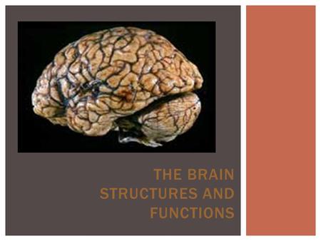 THE BRAIN STRUCTURES AND FUNCTIONS.  To learn features and functions of CNS  To understand the brain structure and function and how it relates to animal.