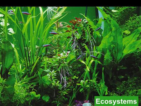 Ecosystems biosphere ecosystem community population organism.