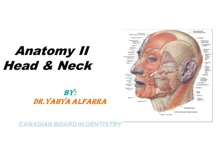 Anatomy II Head & Neck BY: DR