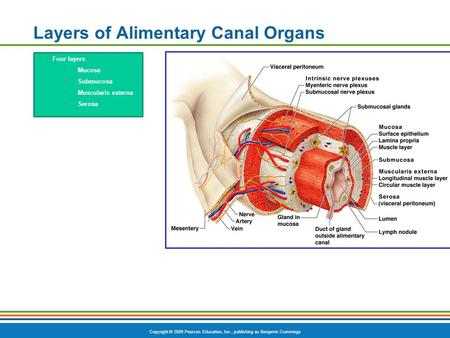 Layers of Alimentary Canal Organs