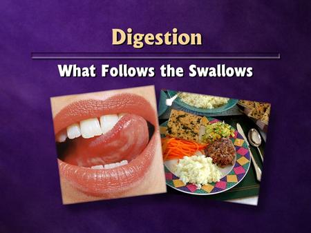 Digestion What Follows the Swallows.