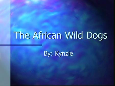 The African Wild Dogs By: Kynzie Introduction My animal has brown, black and white spots. My animal has brown, black and white spots. The first word.