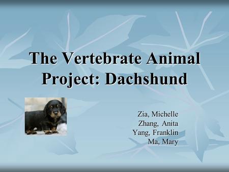 The Vertebrate Animal Project: Dachshund Zia, Michelle Zhang, Anita Yang, Franklin Ma, Mary.